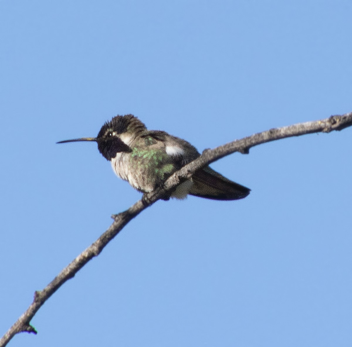 Costa's Hummingbird - ML635580643