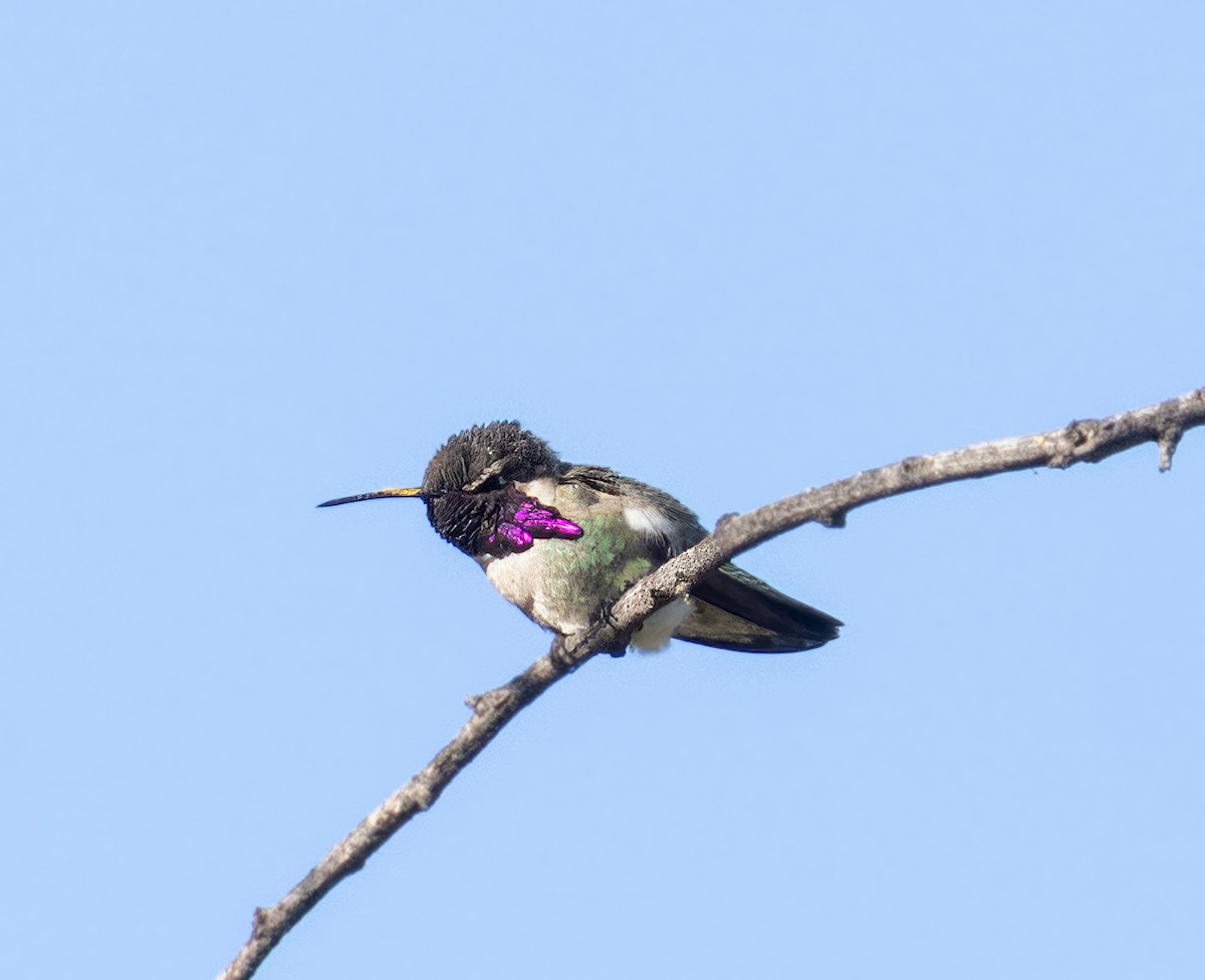 Costa's Hummingbird - ML635580644
