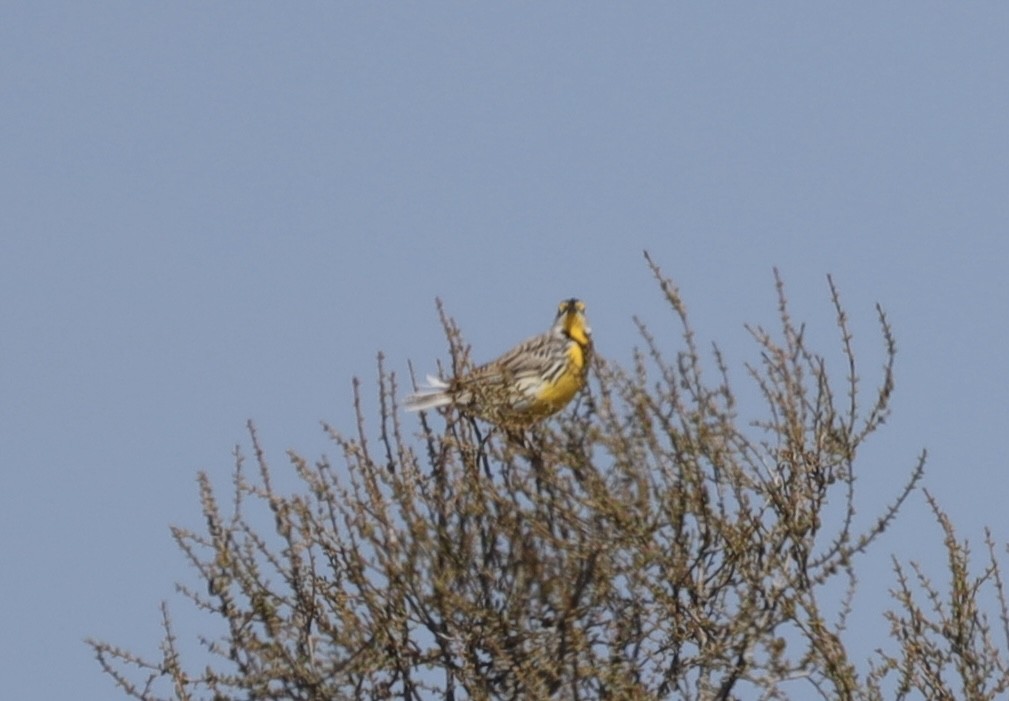 Eastern Meadowlark - ML635580670