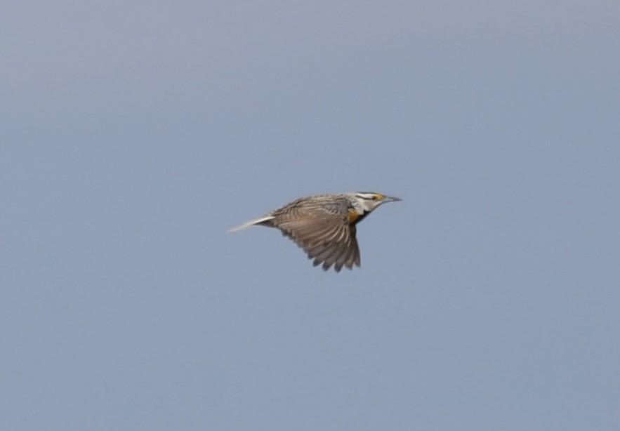 Eastern Meadowlark - ML635580671