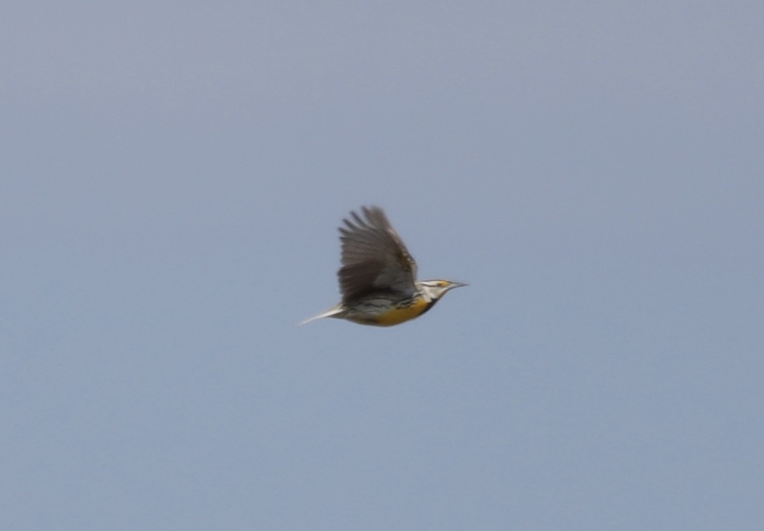 Eastern Meadowlark - ML635580672