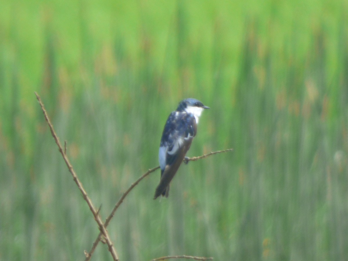 White-winged Swallow - ML635580677