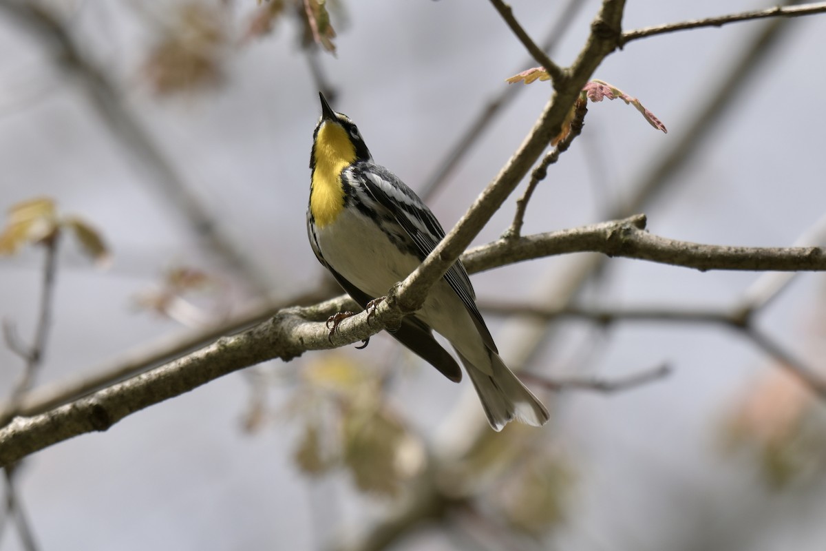 Paruline à gorge jaune - ML635580697