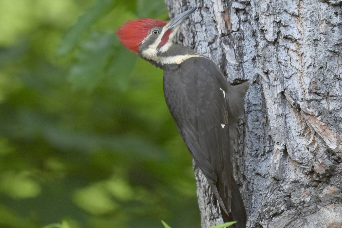 Pileated Woodpecker - ML635580708