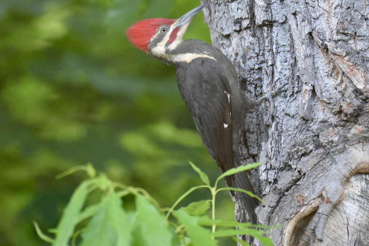Pileated Woodpecker - ML635580709