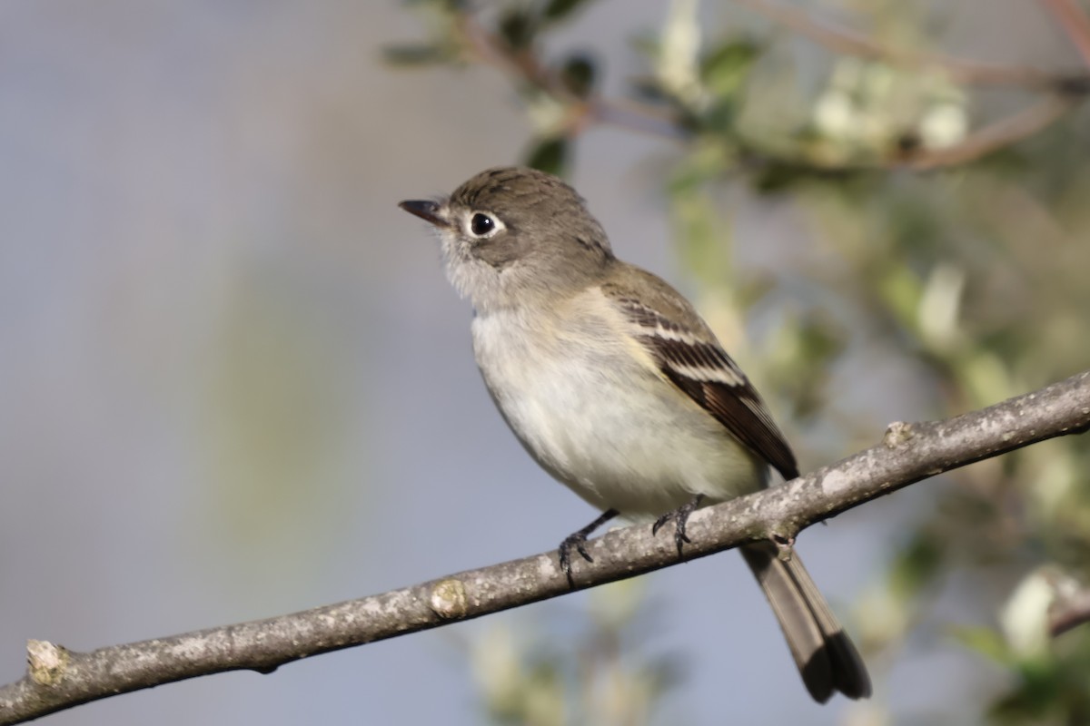 Least Flycatcher - ML635580787