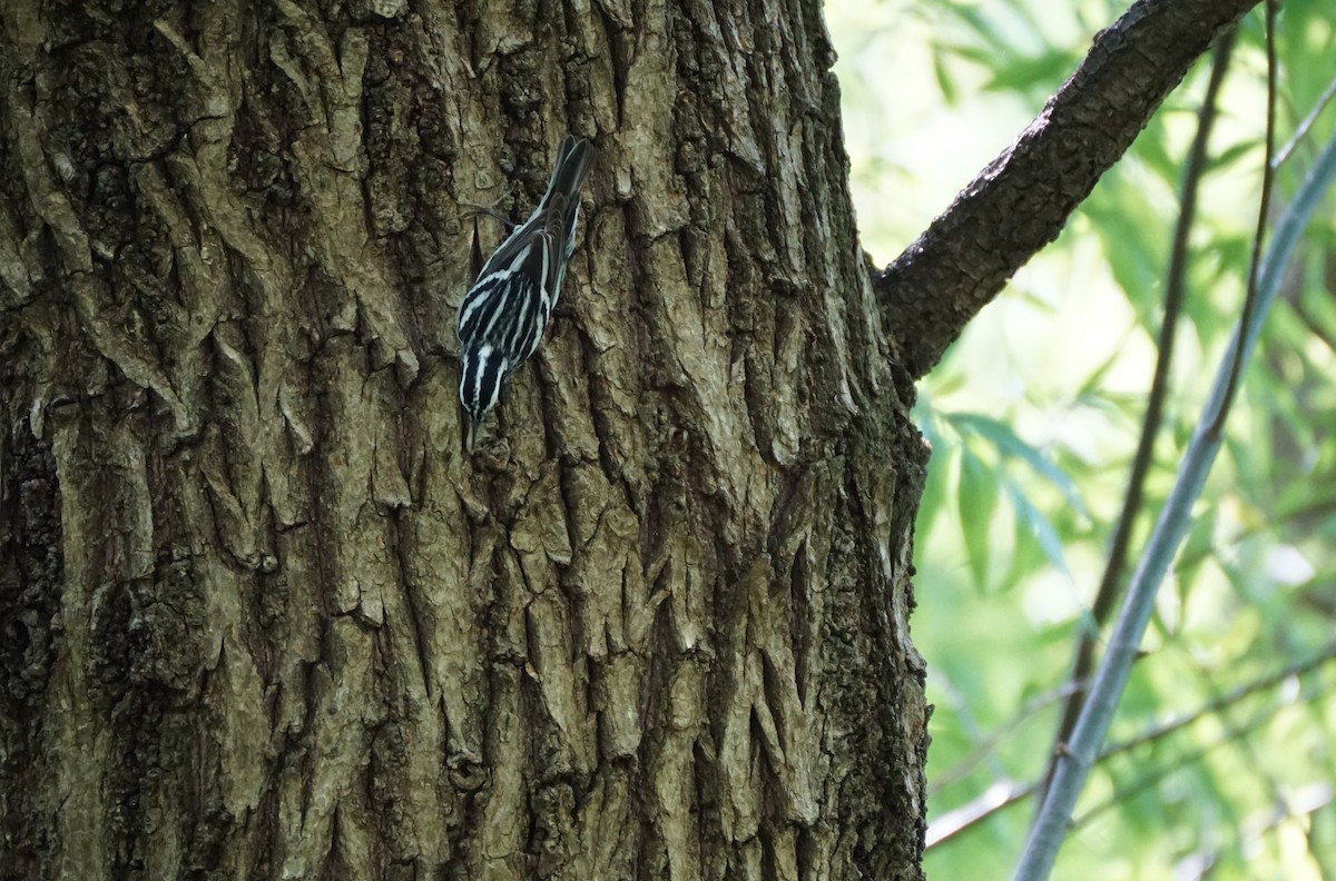 Black-and-white Warbler - ML635580804
