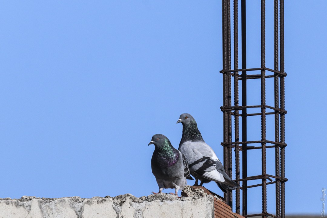 Rock Pigeon (Feral Pigeon) - ML635580824