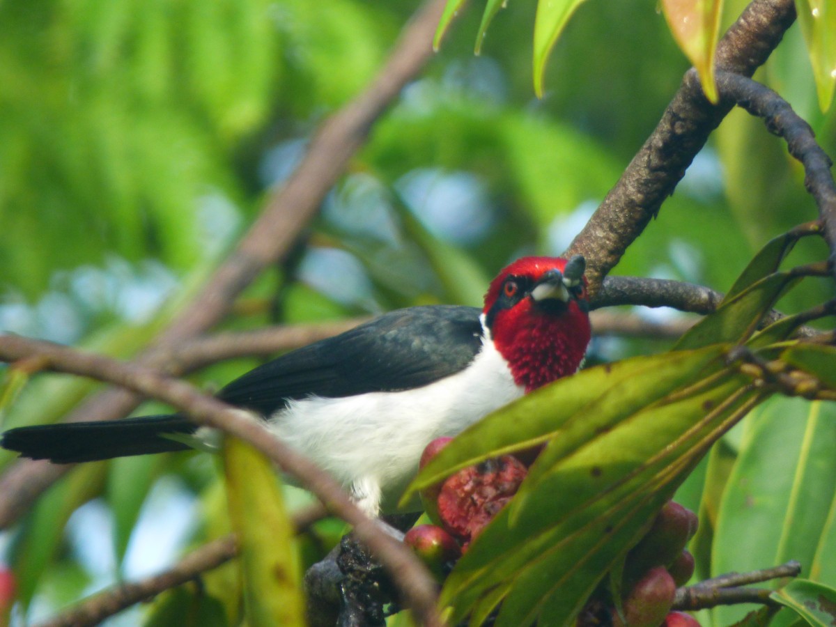 Masked Cardinal - ML635580830