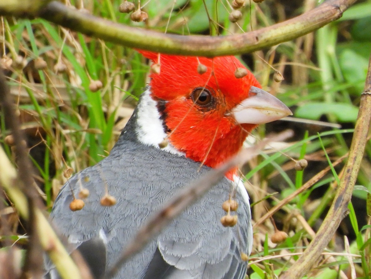 Red-crested Cardinal - ML635580920