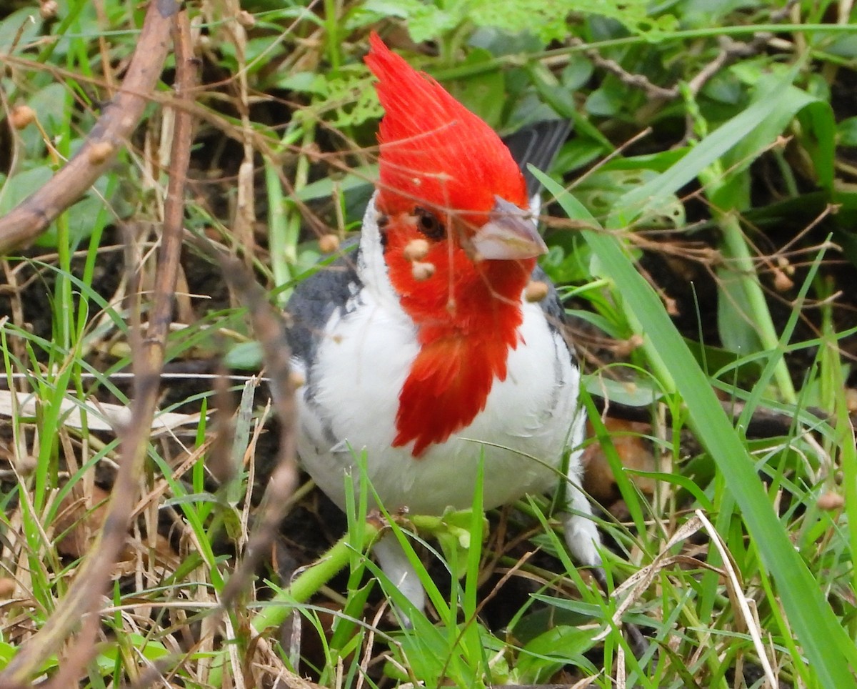 Red-crested Cardinal - ML635580928
