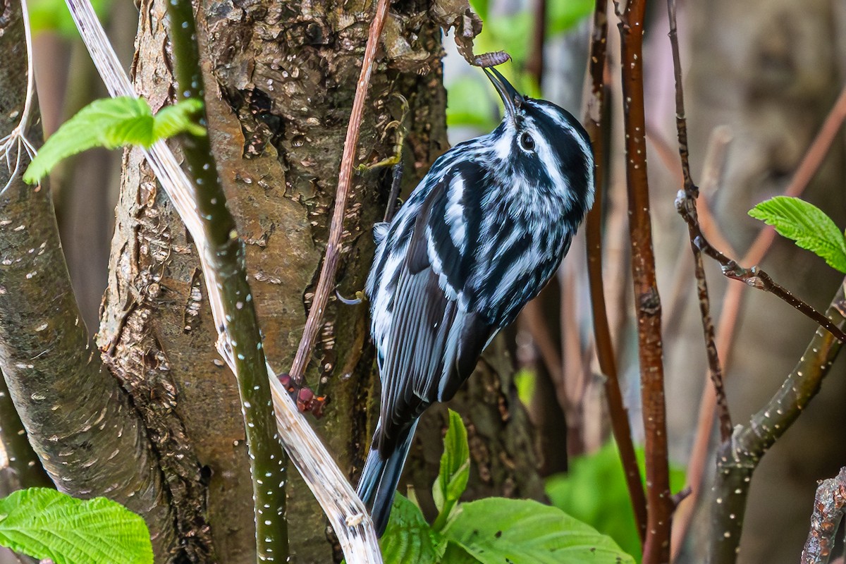 Black-and-white Warbler - ML635580992