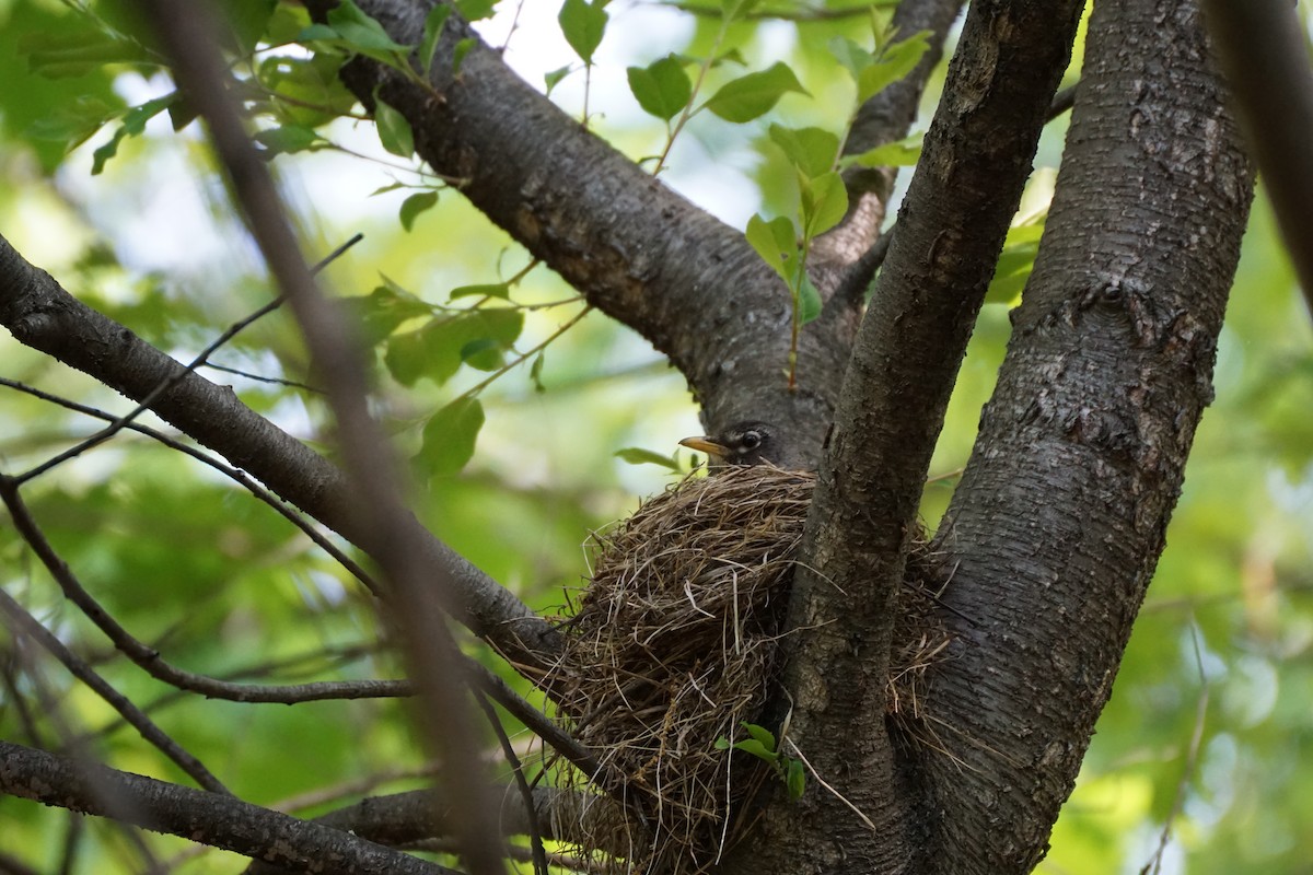 American Robin - ML635580994
