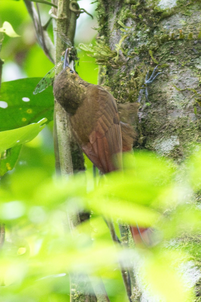 Spotted Woodcreeper - ML635581022