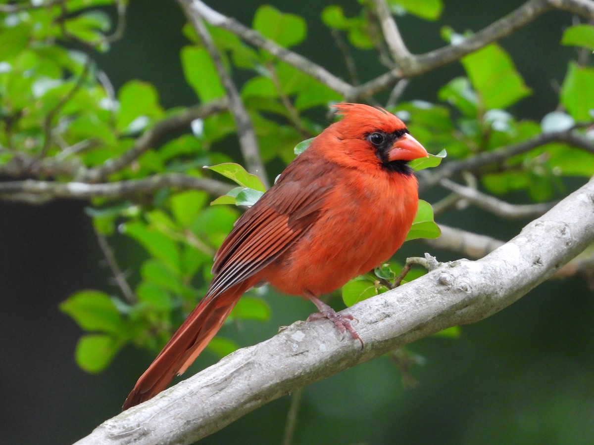 Northern Cardinal - ML635581032