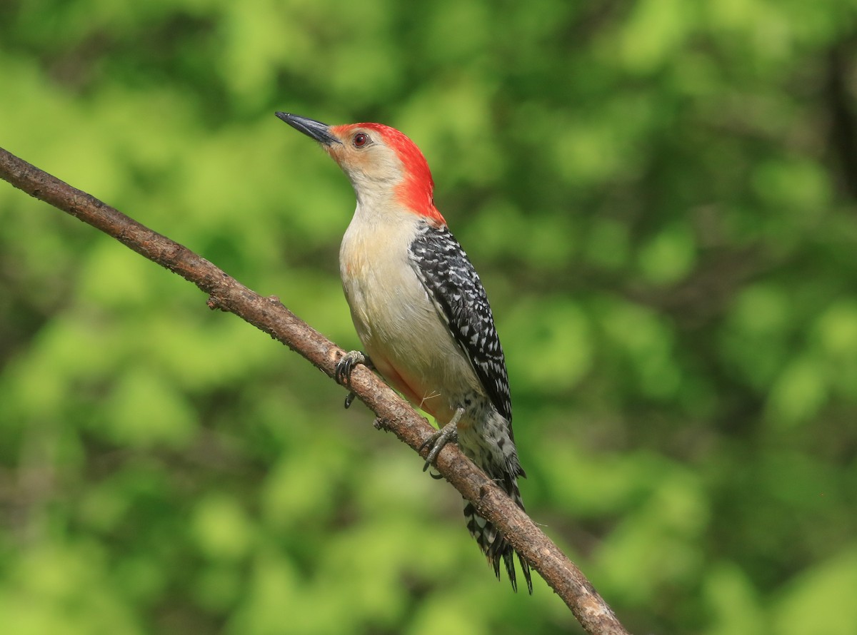 Red-bellied Woodpecker - ML635581042