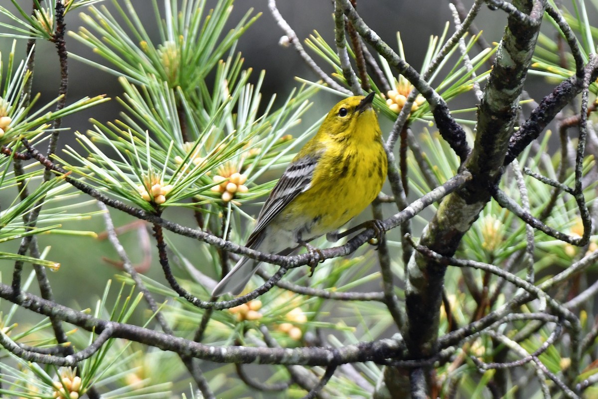 Pine Warbler - ML635581043