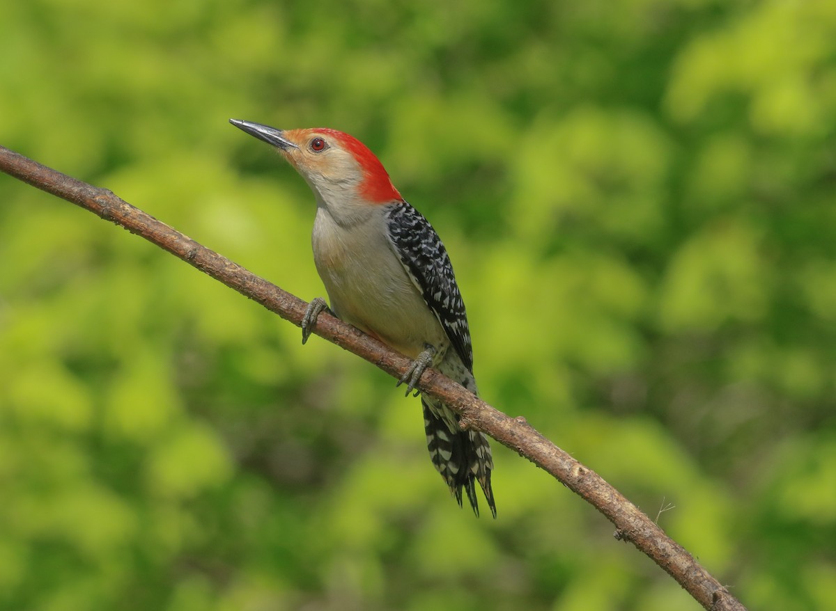 Red-bellied Woodpecker - ML635581045