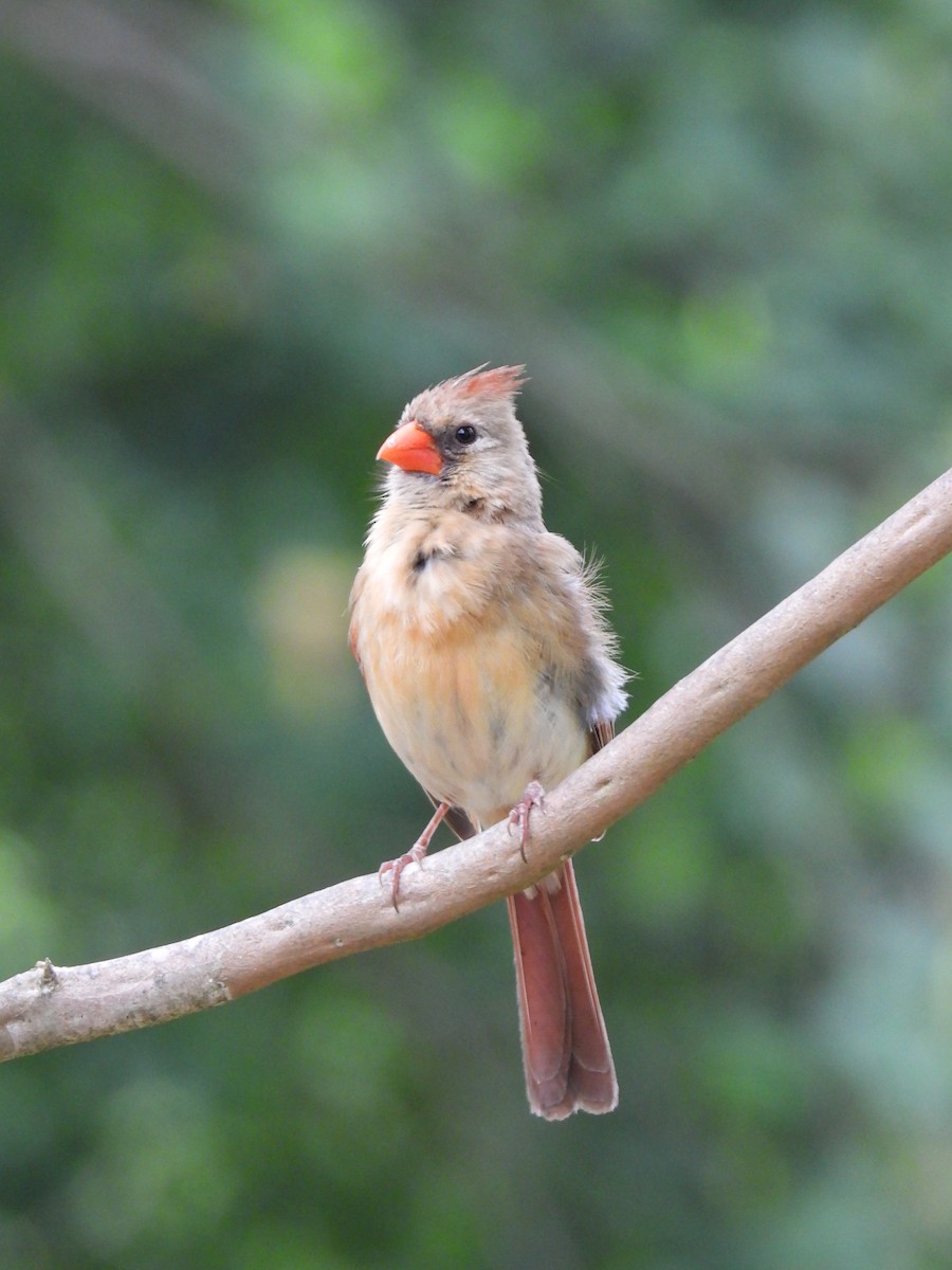 Northern Cardinal - ML635581052