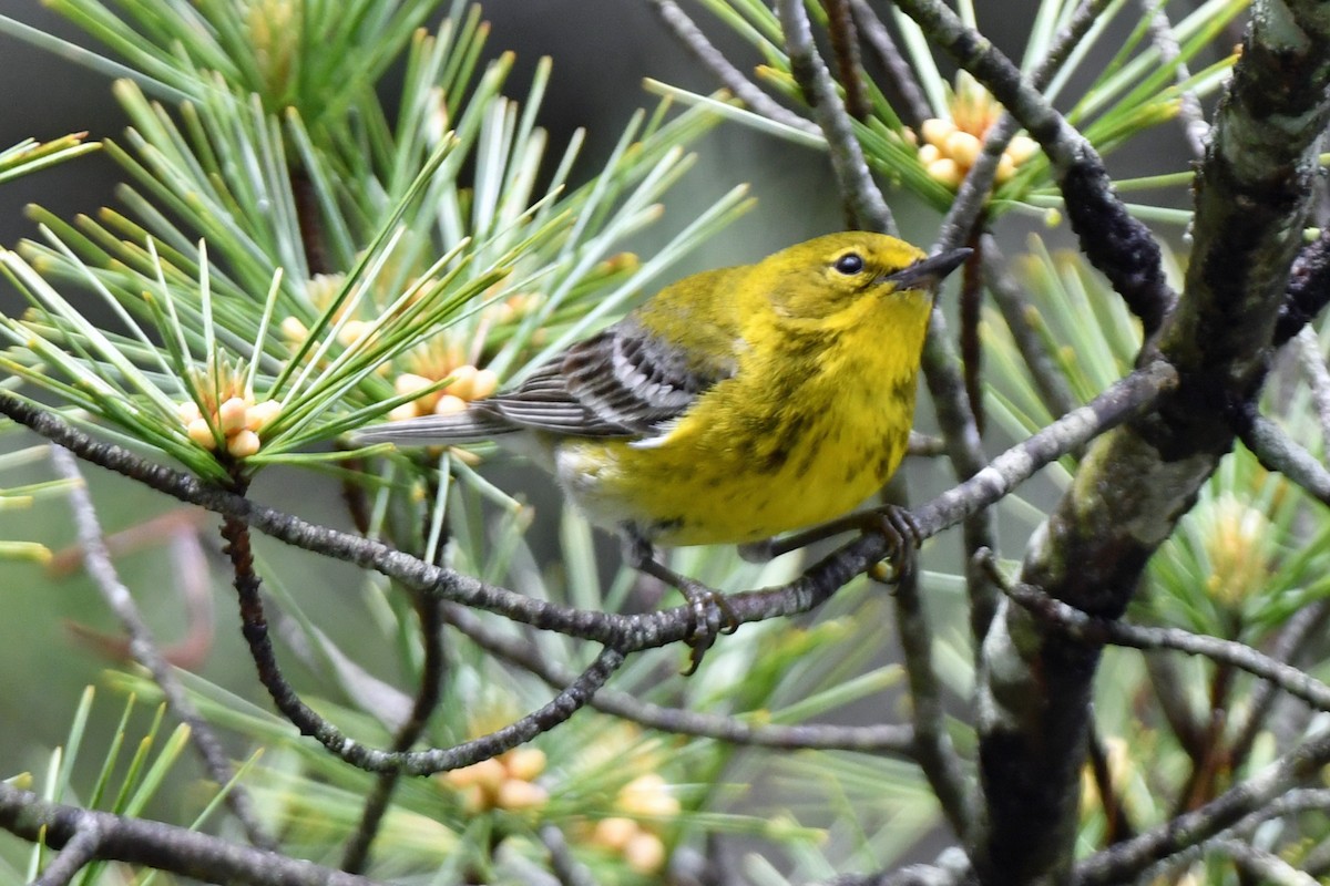 Pine Warbler - ML635581056