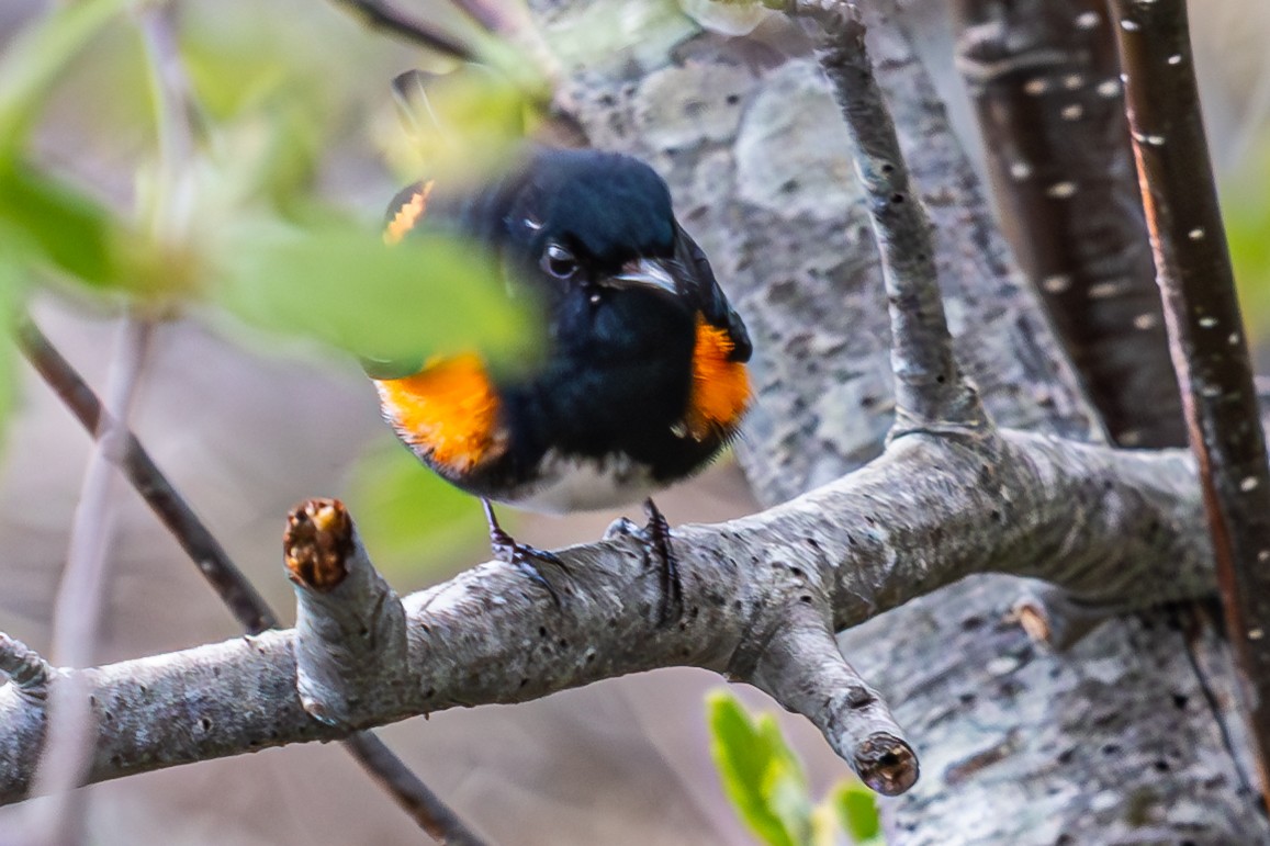 American Redstart - ML635581065