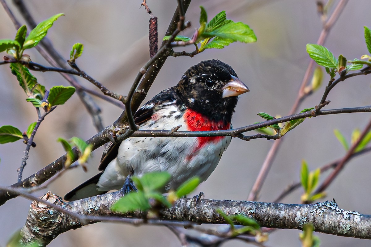 Rose-breasted Grosbeak - ML635581082