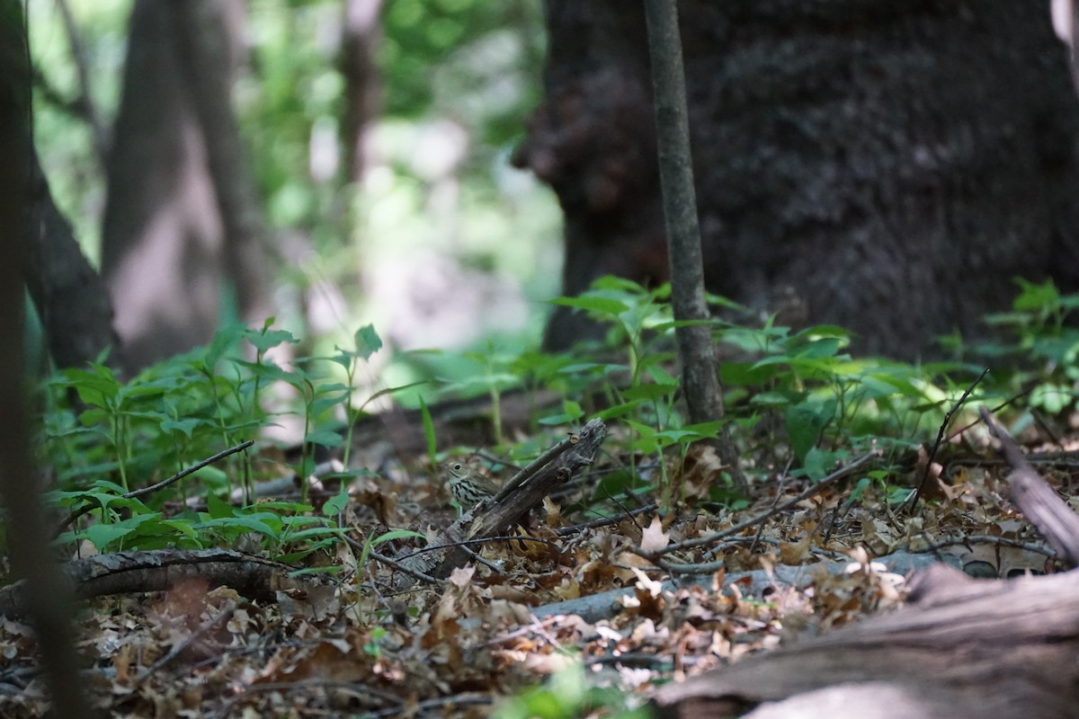 Ovenbird - ML635581093