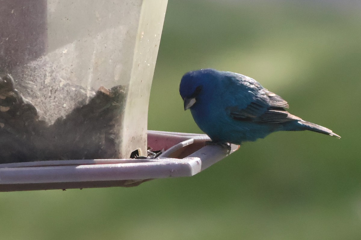 Indigo Bunting - ML635581094
