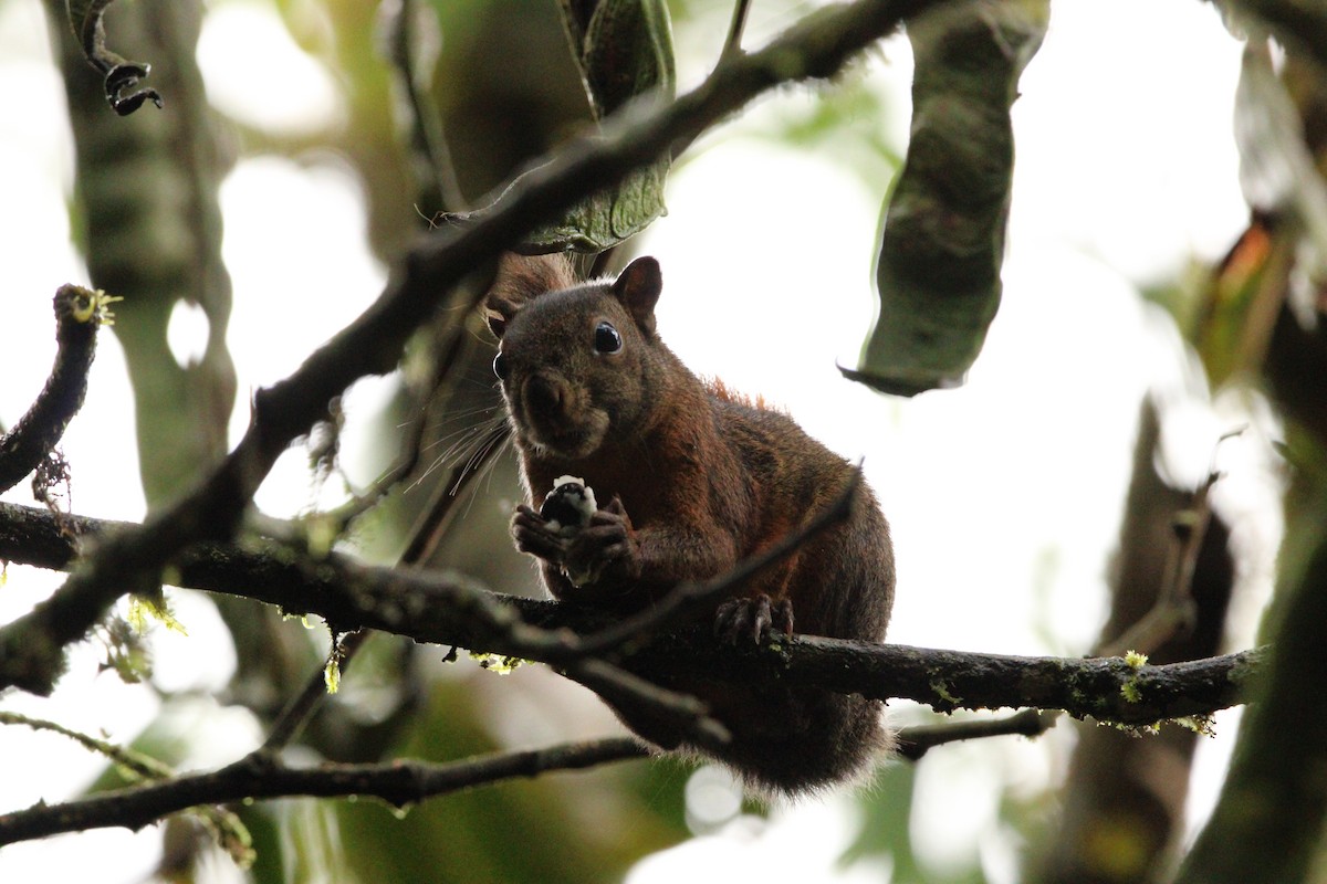 Red-tailed Squirrel - ML635581137