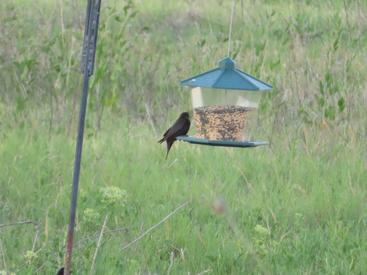 Brown-headed Cowbird - ML635581150