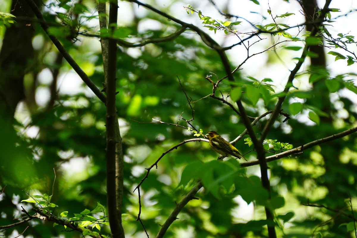 Cape May Warbler - ML635581167
