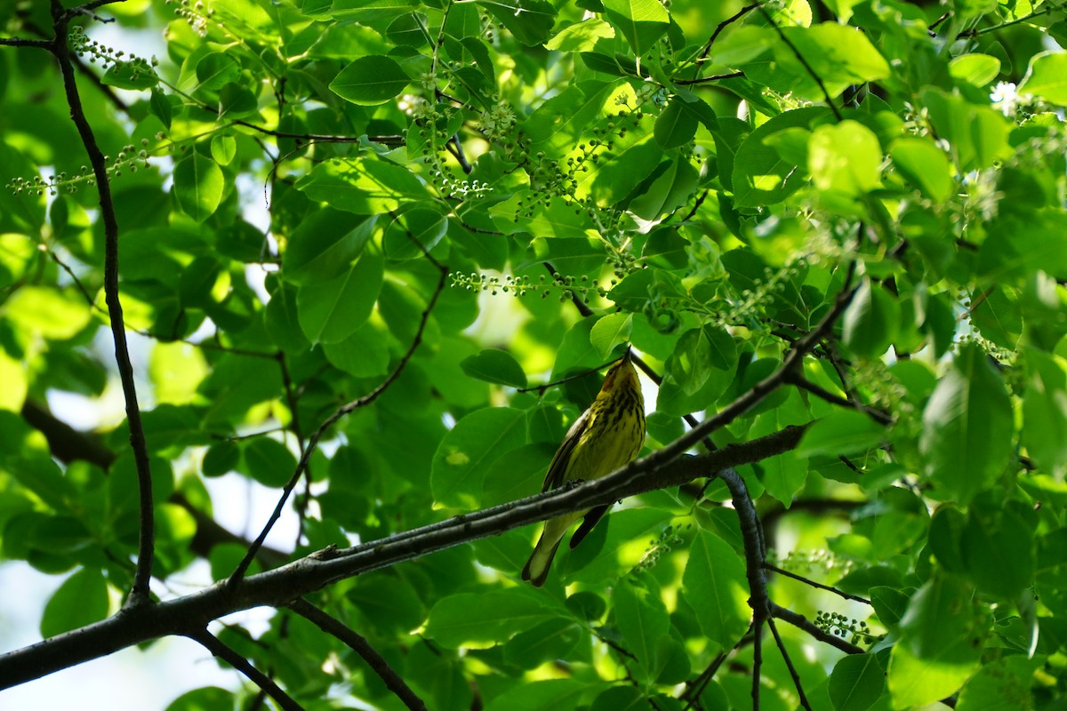 Cape May Warbler - ML635581168