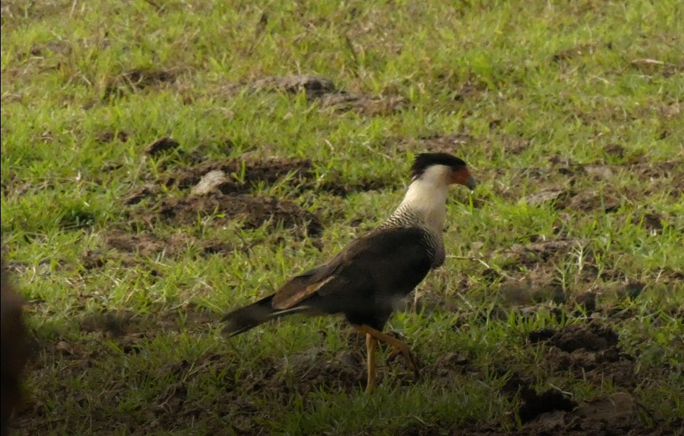 Crested Caracara (Northern) - ML635581175