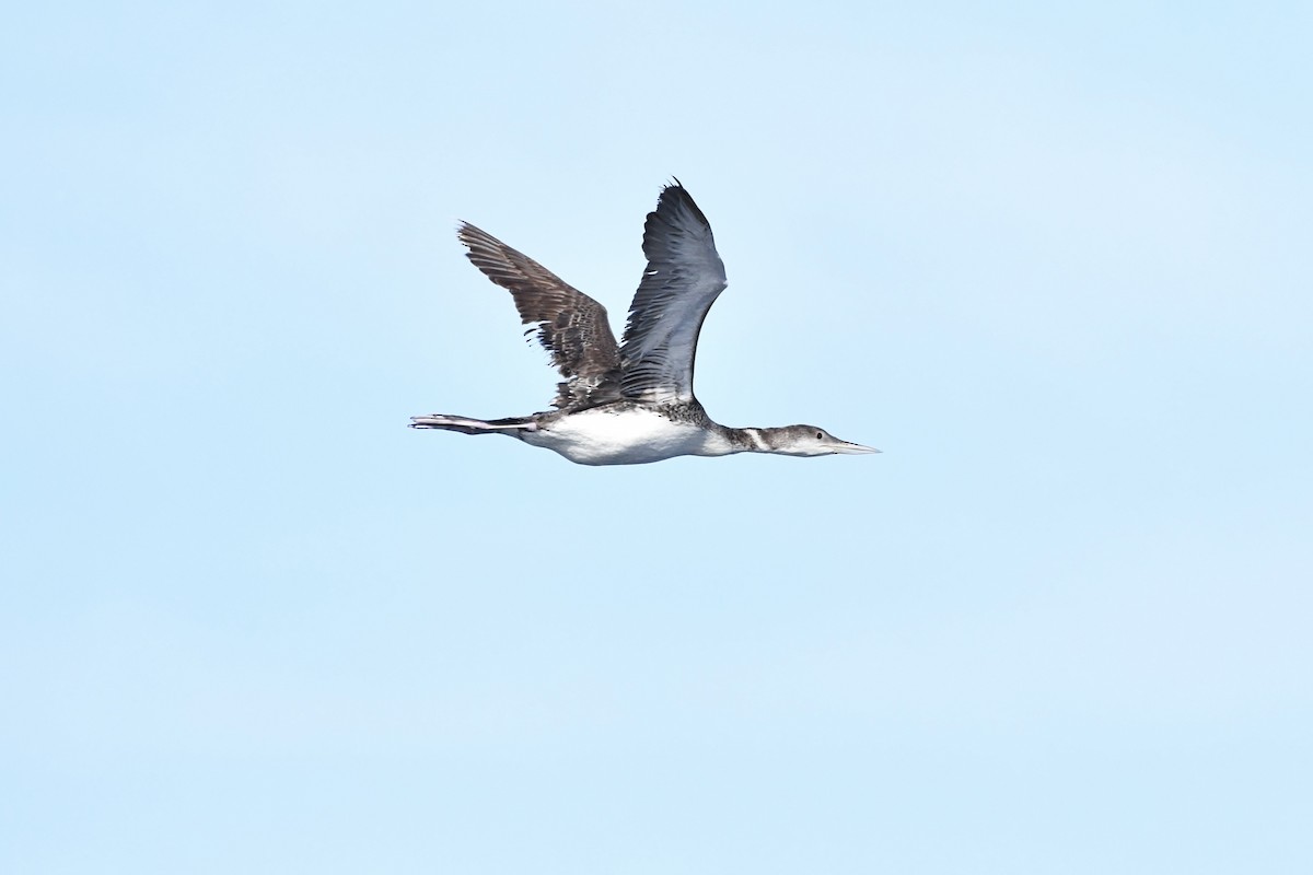 Common Loon - ML635581186
