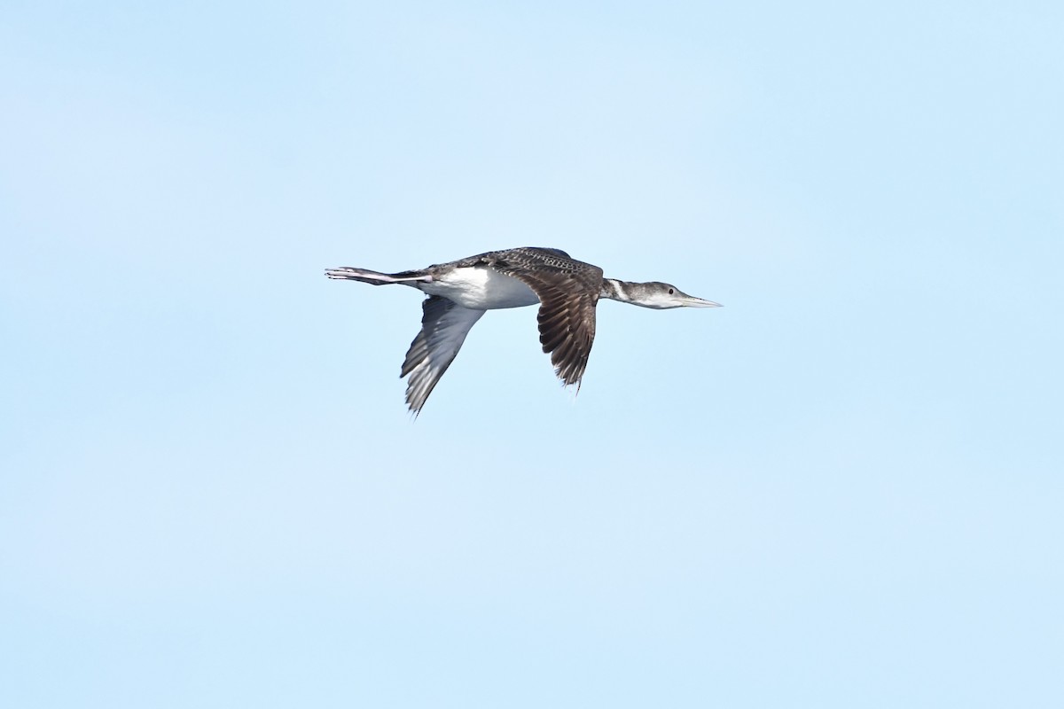Common Loon - ML635581188