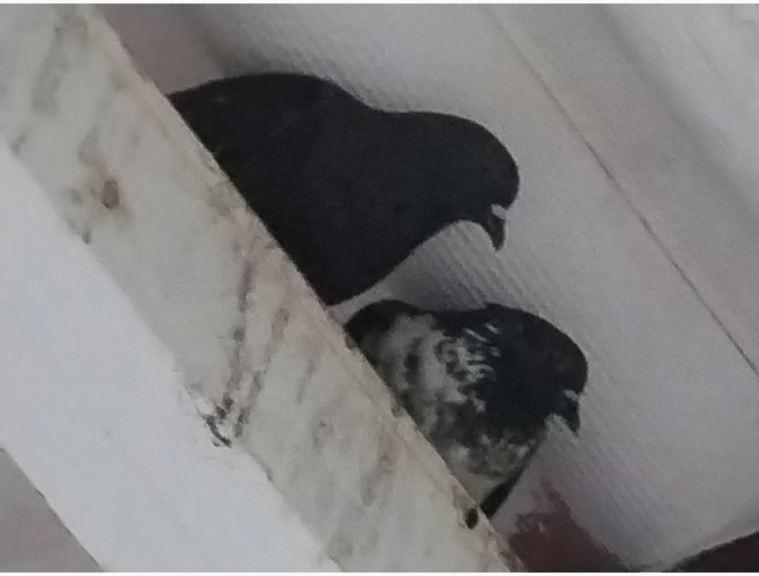 Rock Pigeon (Feral Pigeon) - ML635581197
