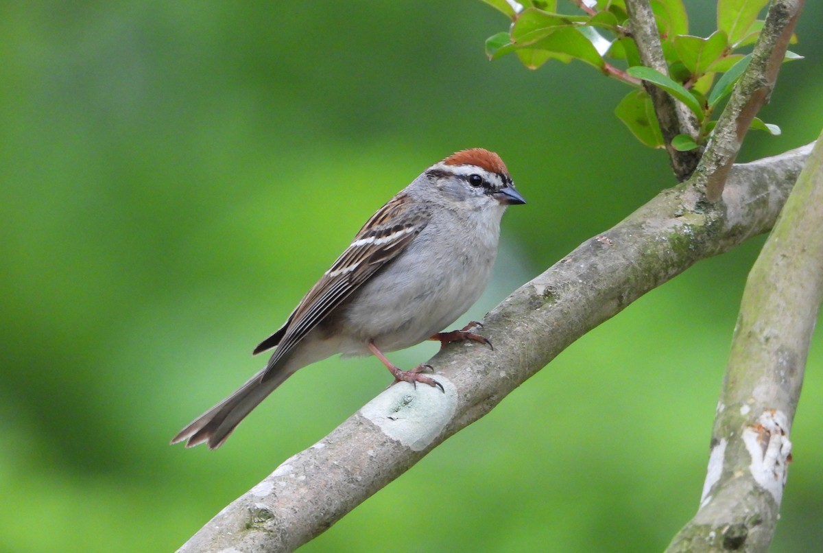 Chipping Sparrow - ML635581242
