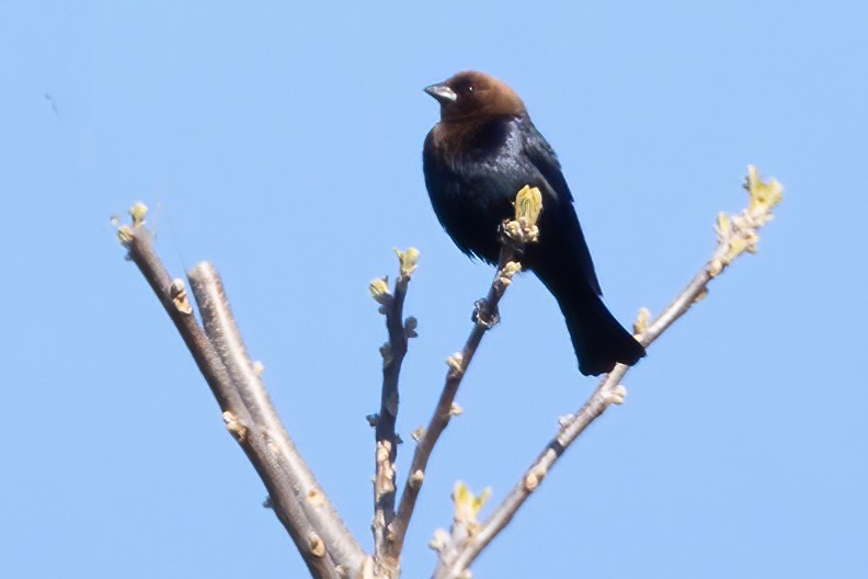 Brown-headed Cowbird - ML635581268
