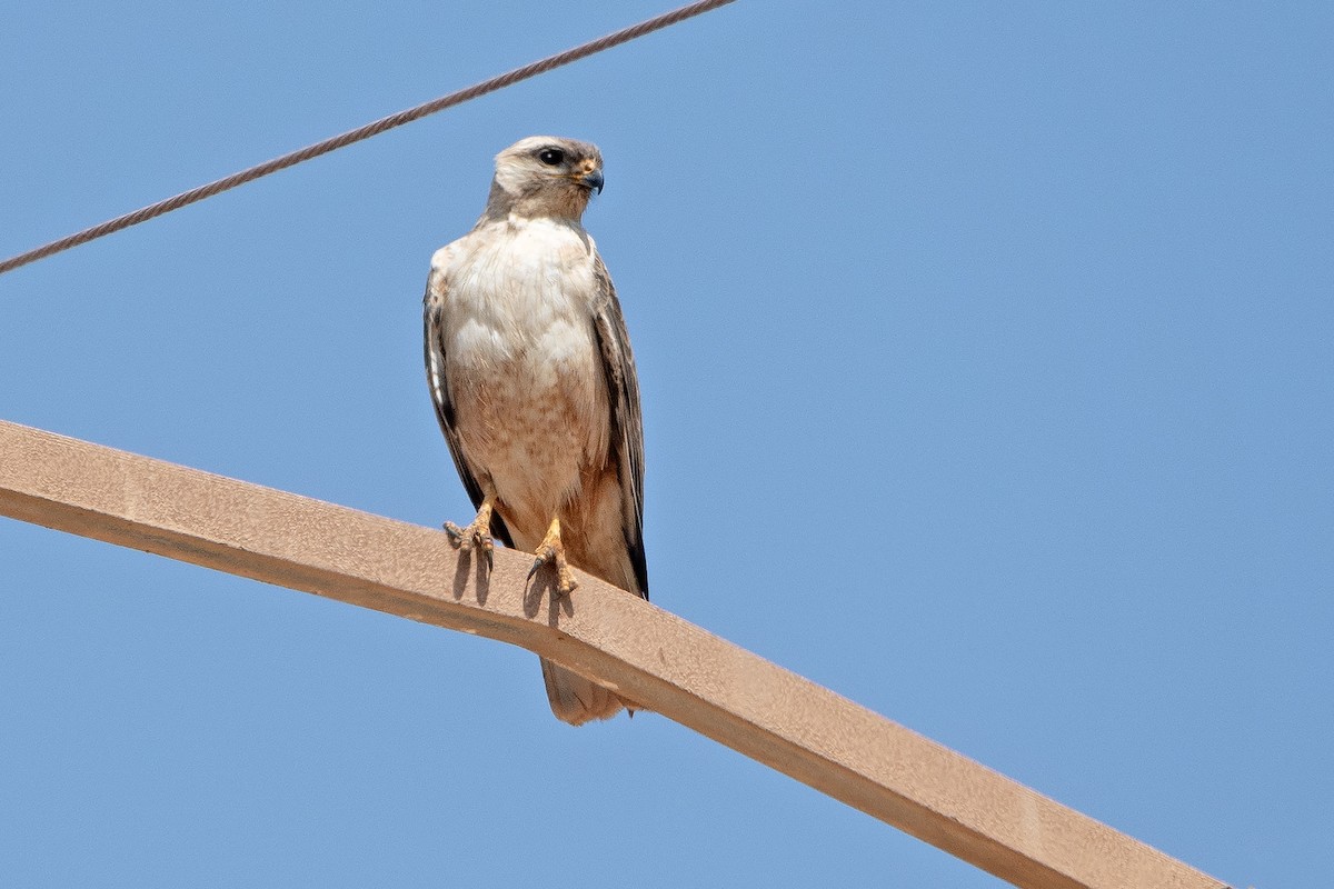 Long-legged Buzzard - ML635581284
