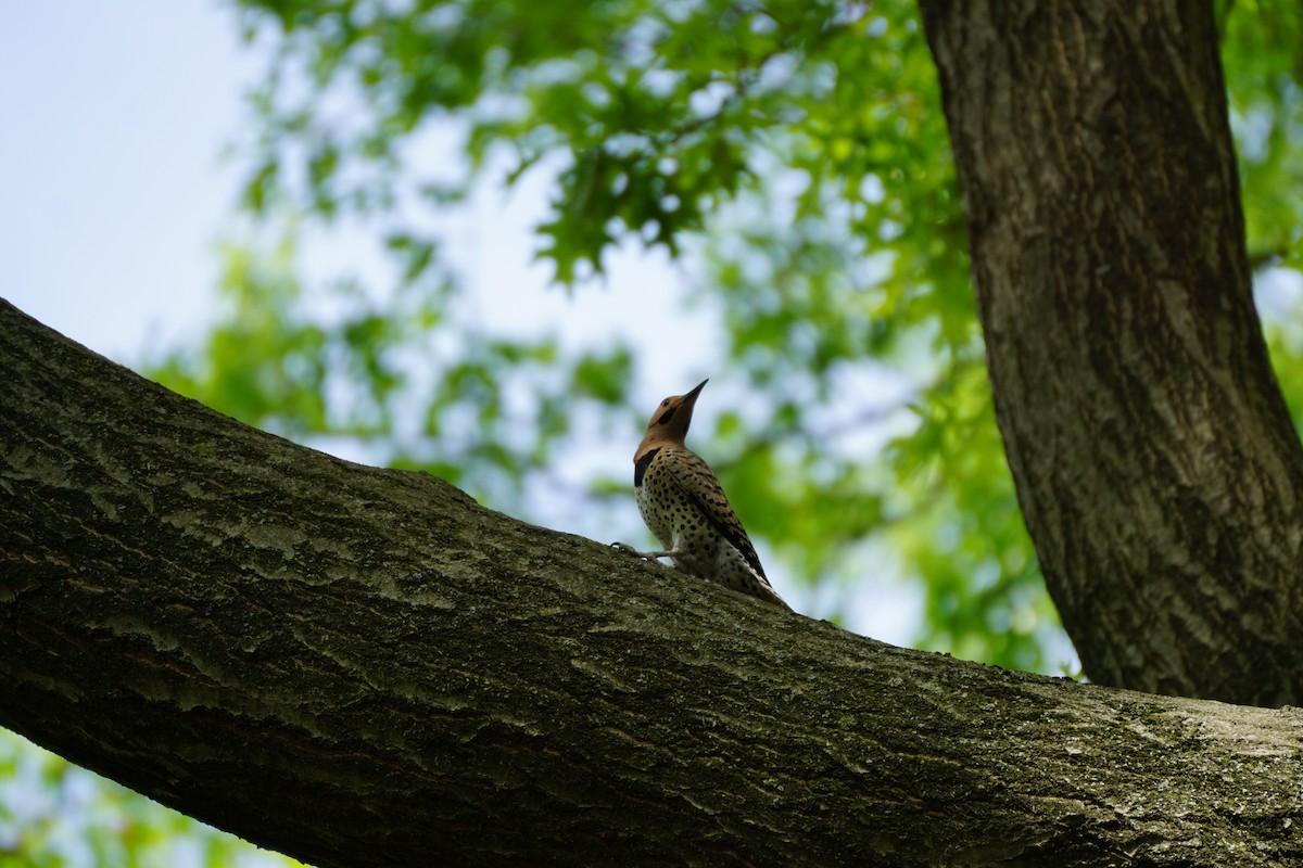 Northern Flicker - ML635581317