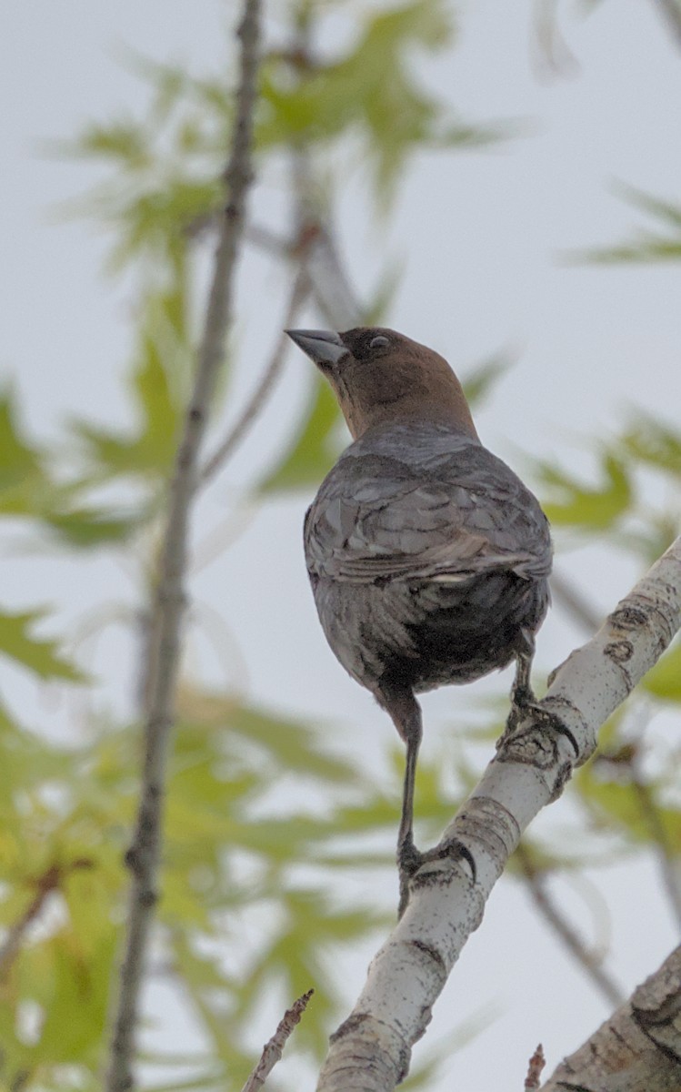 Brown-headed Cowbird - ML635581350