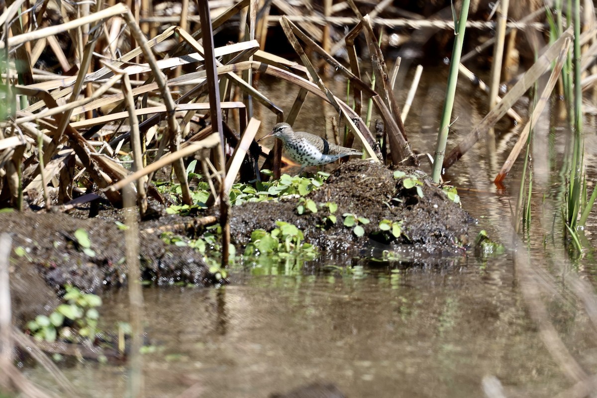 Spotted Sandpiper - ML635581421