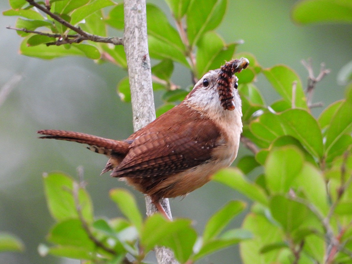Carolina Wren - ML635581424