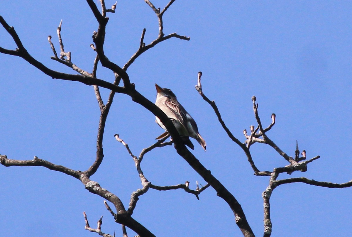 Olive-sided Flycatcher - ML635581425