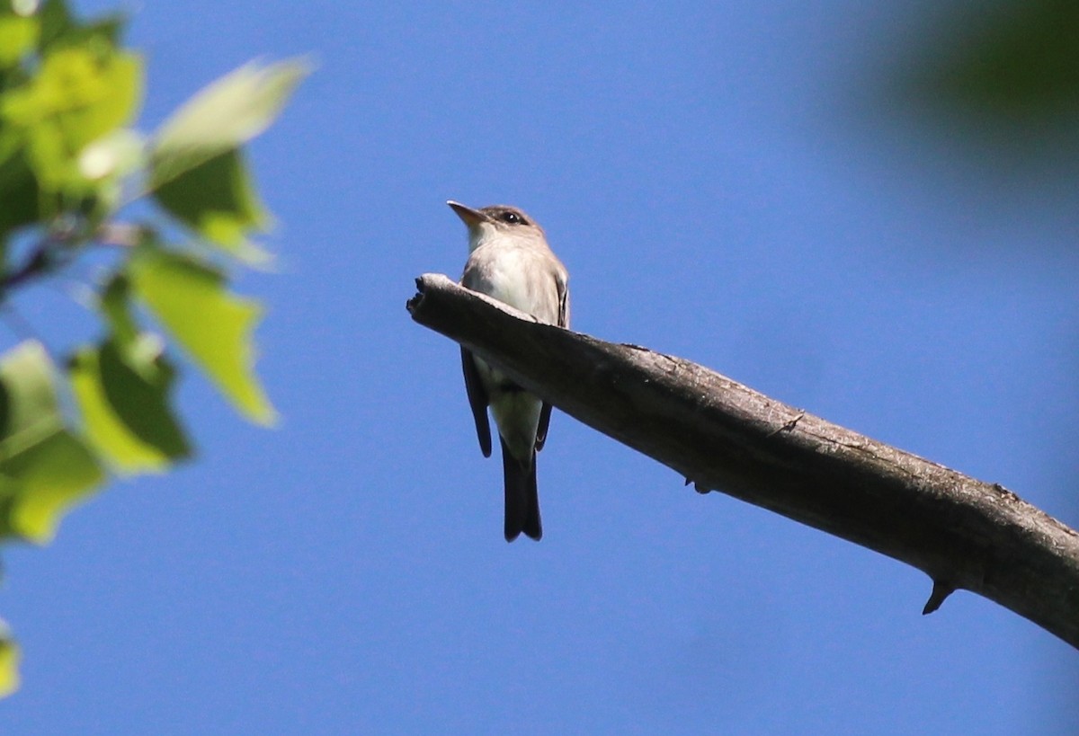 Olive-sided Flycatcher - ML635581426