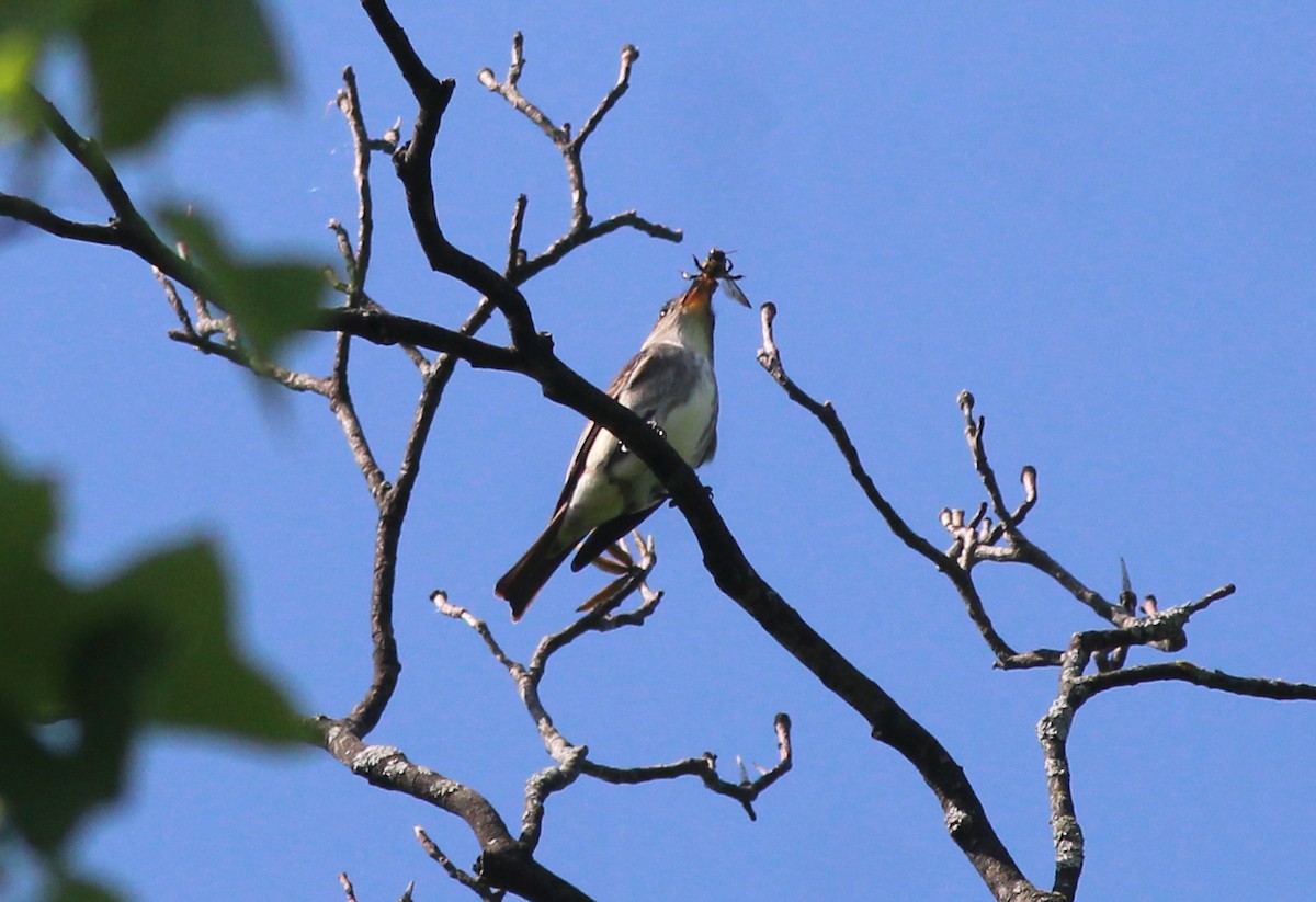 Olive-sided Flycatcher - ML635581427