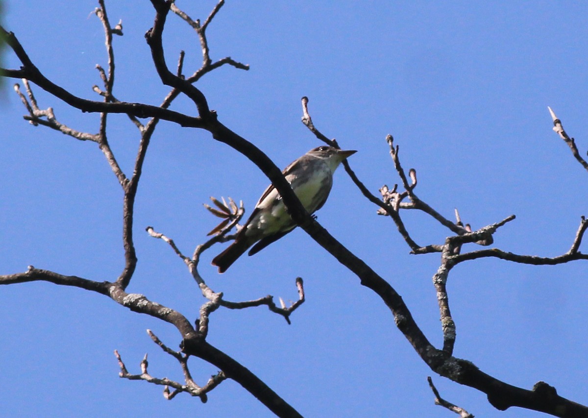 Olive-sided Flycatcher - ML635581429