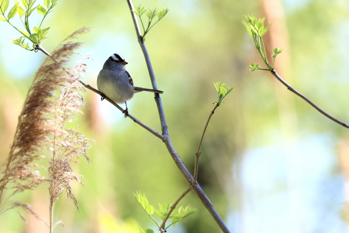 White-crowned Sparrow - ML635581453