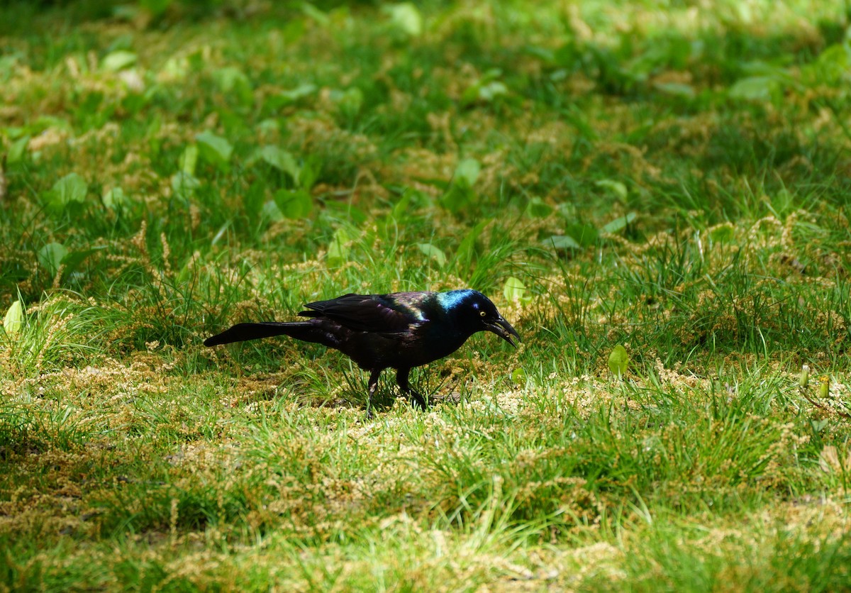 Common Grackle - ML635581472