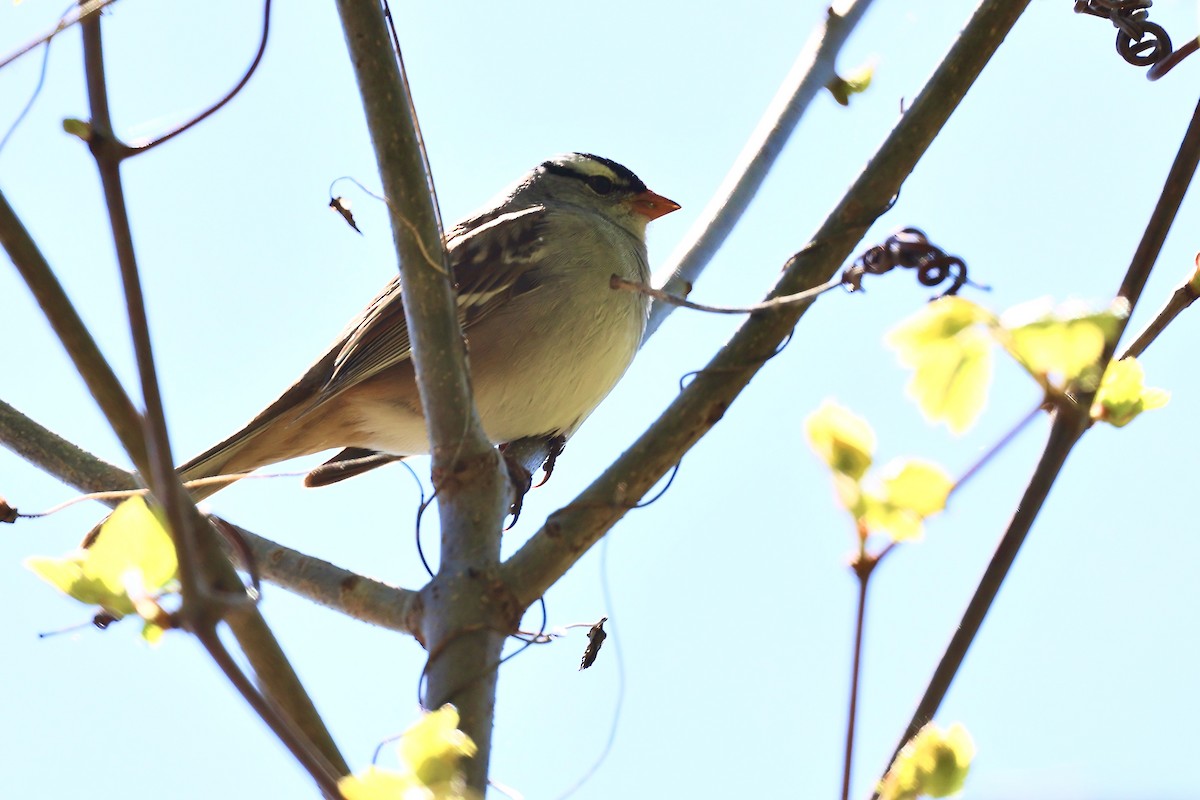 White-crowned Sparrow - ML635581474